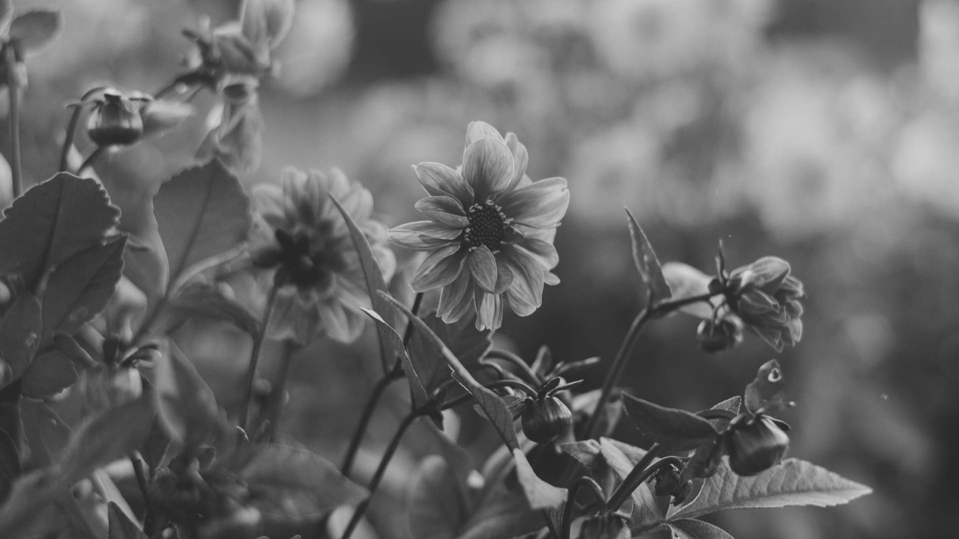 Ivylea - Phase 3 - Pre-Construction Condo in Richmond Hill