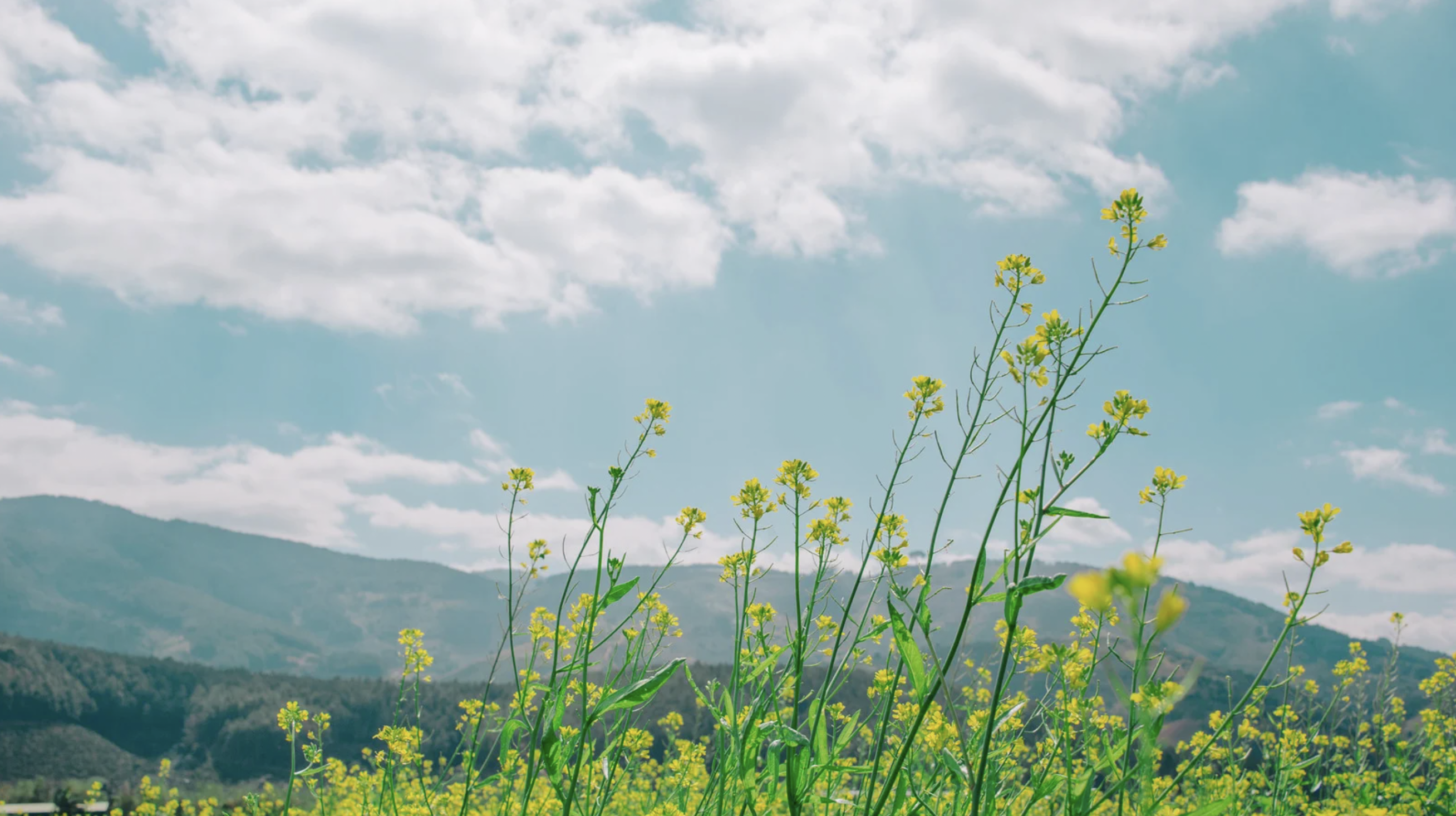 Saddle Ridge - Pre-Construction in Milton