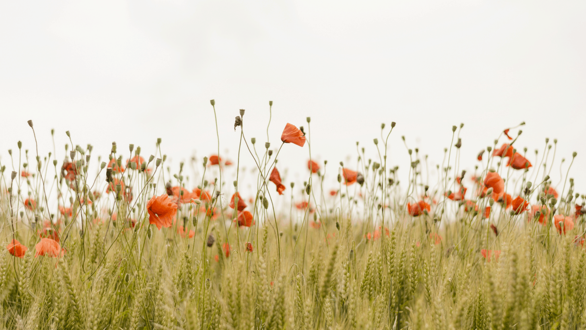 SmartCentres Cambridge - Pre-Construction Condo in Cambridge